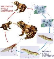 Модель-аппликация Цикл развития лягушки